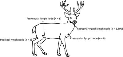 Evaluation of Real-Time Quaking-Induced Conversion, ELISA, and Immunohistochemistry for Chronic Wasting Disease Diagnosis